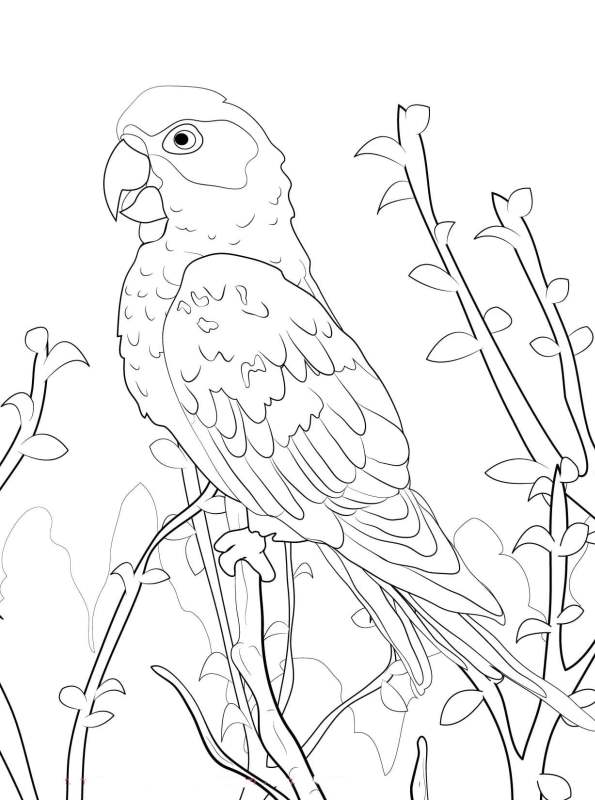 Kids-n-fun.com | Create personal coloring page of Parrot 18 coloring page